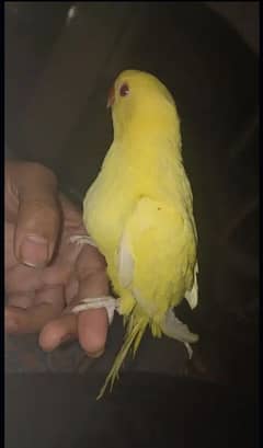 Red eye pair 2 month age full covered