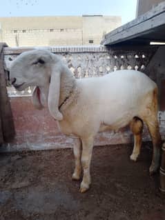Dumba