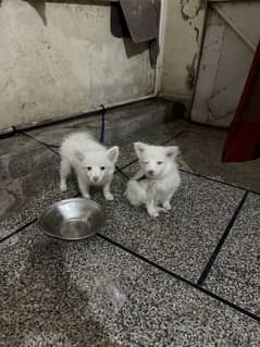 Russian pair