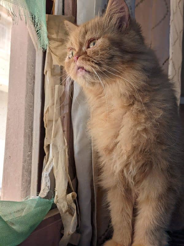 punch face Persian 0