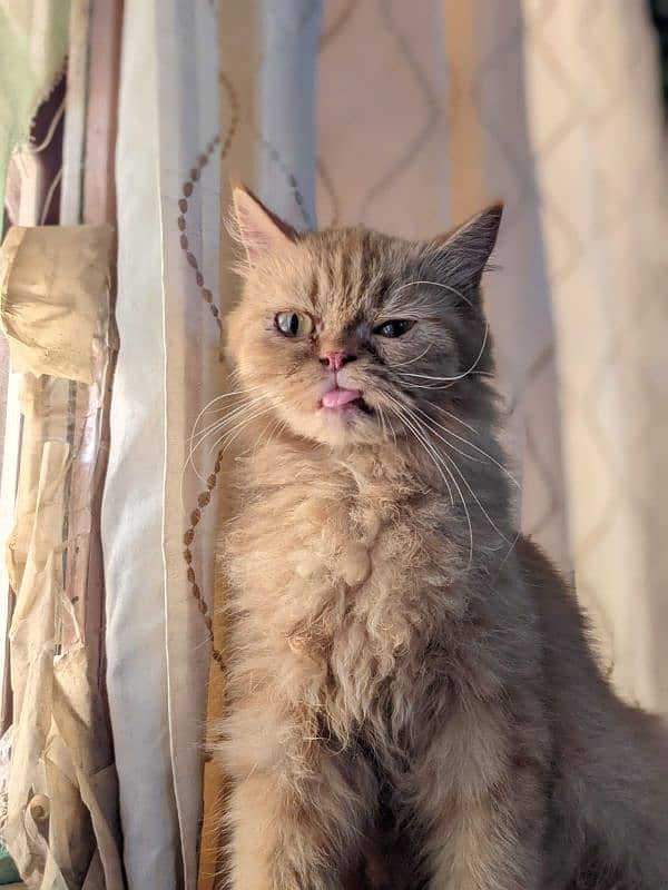punch face Persian 1