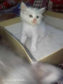 4 kittens