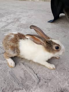 babbits