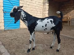 2025 qurbine k Lai Bakra for sale