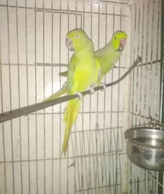 Green RingNeck