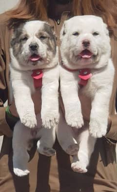 king alabai pair dog Male and female age 2month for sale