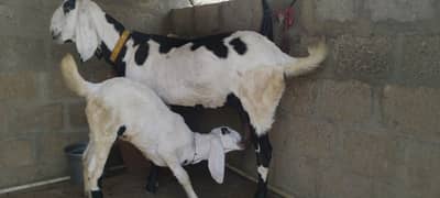 Bakri   Dumba