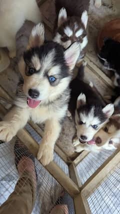 Siberian Husky Puppies Available For Sale