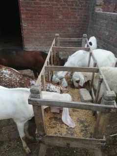 Qurbani Waly bakry