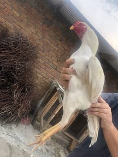 White Shamo,7 months old, 2 in number