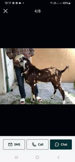 desi bakra