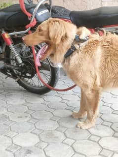 pedigree Golden retriever 100 %