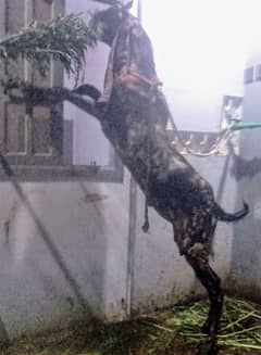 Bakra