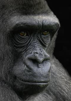 Asad