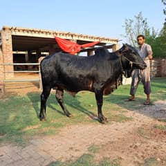 sahiwal /cholistani /bull /bachra /wacha /qurbani janwar /cow/desi