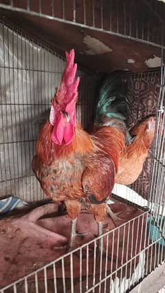 egg lyying pair for sell