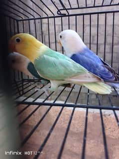 Red pied doves diamond pied doves creamino albino red eye opline fishr