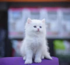 Persian  | Persian Cat | Punch Face Persian 0346:00:62798WhatsApp