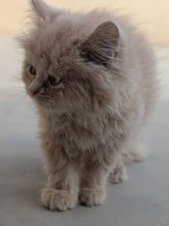Persian kitten Female