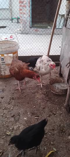 اصیل مرغیاں کڑک