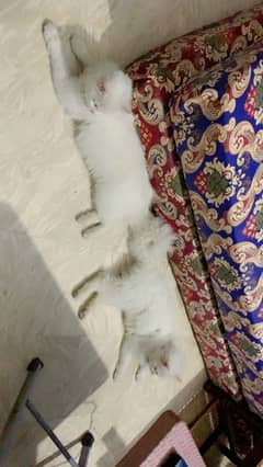 2 percian cats