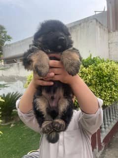 selling German shepherd long coat puppies available