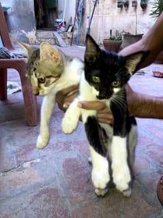 Indian breed 3 months old kitten