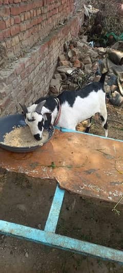 Bakra for sell