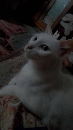 white cat with kittens