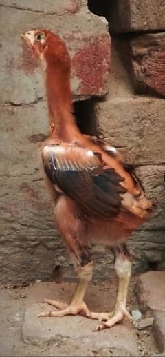 Pila madari chick's