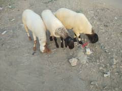 ghar ke pale hue he healthy and active