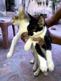 indian breed 3 months old 2 male kittens