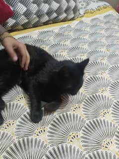 persian