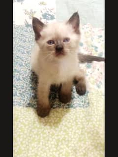 Pair of Siamese Kittens For Sale
