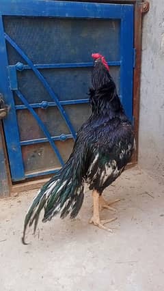 Lasani Mushka Patha