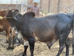 Qurbani