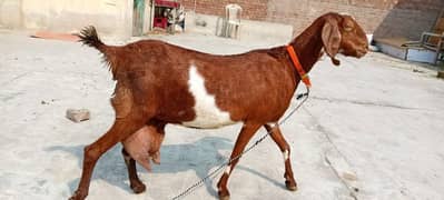 MASHA ALLAH BEETAL  bakri ast path