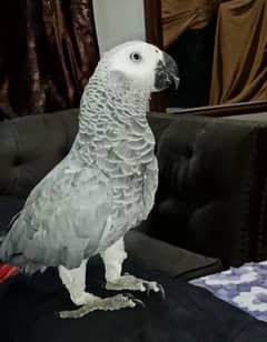 African Grey Parrots Pair