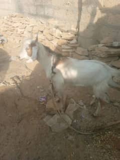 2 bakre