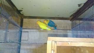 love birds for sale