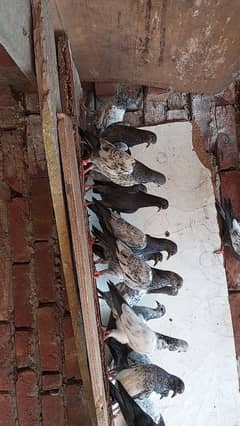 baby pigions 03104996580