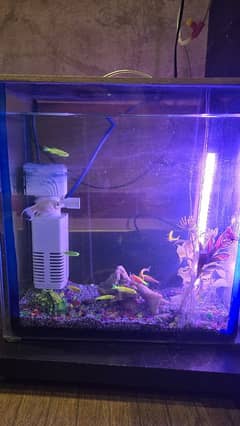 1 x 1 Foot Aquirium with Fishes and Accessories
