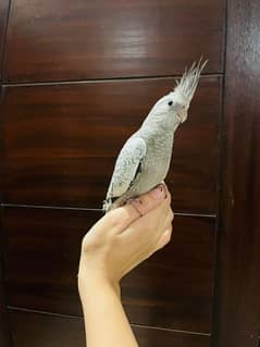 HAND TAMED 3 MONTHS OLD PEARL COCKATIEL