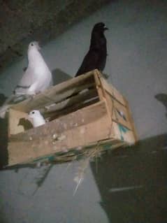 Lahori