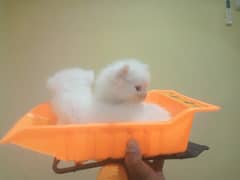 Pershian Cat