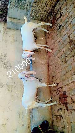 special Eid offer. 6bakray. rajanpori bakray. . . bital bakray