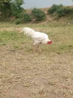 white murga oper sa Halka sa boska hai argent for sal hai
