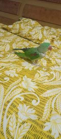 argent sale handtame Raw parrot