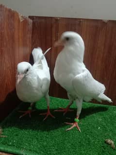 Pigeon  Norwich chicks
