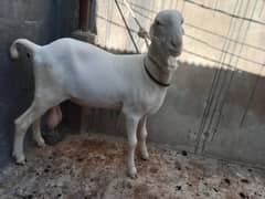 13 months gulabi mundara